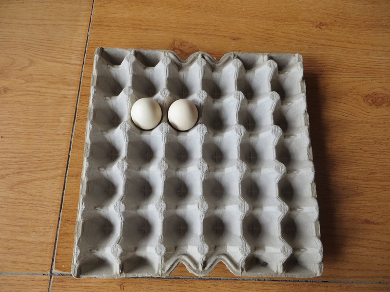 Egg Tray Equipment Makes Egg Trays