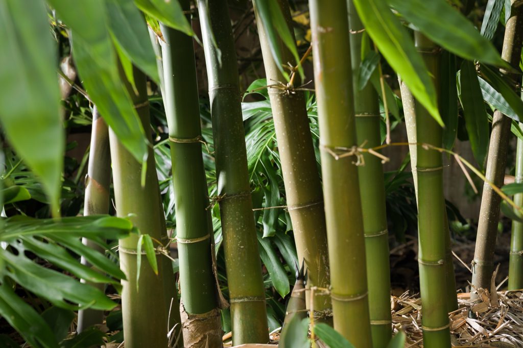 Bamboo